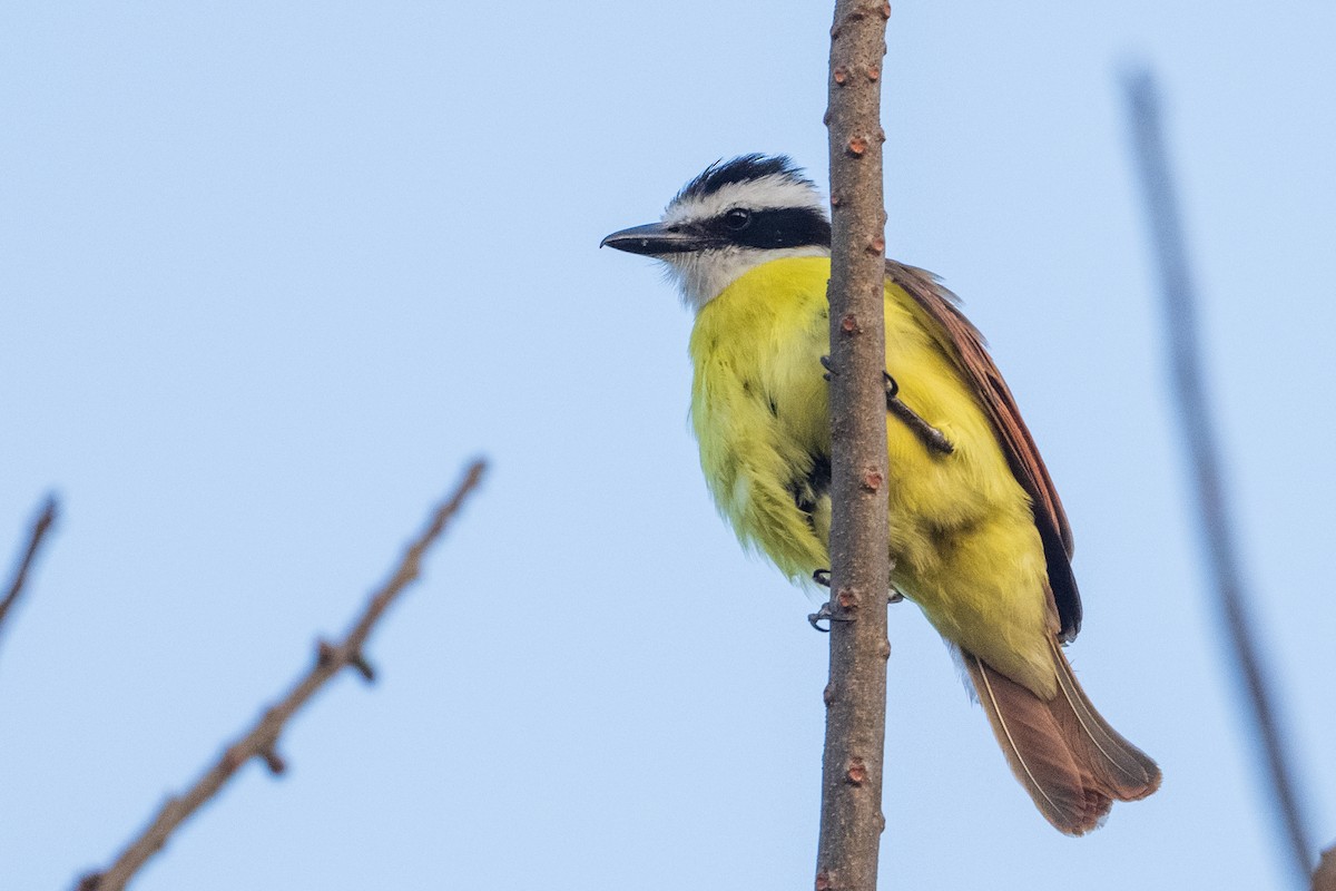 Great Kiskadee - ML615247583