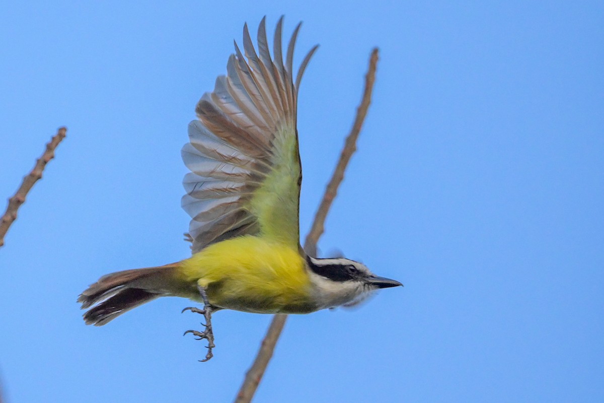 Great Kiskadee - ML615247585