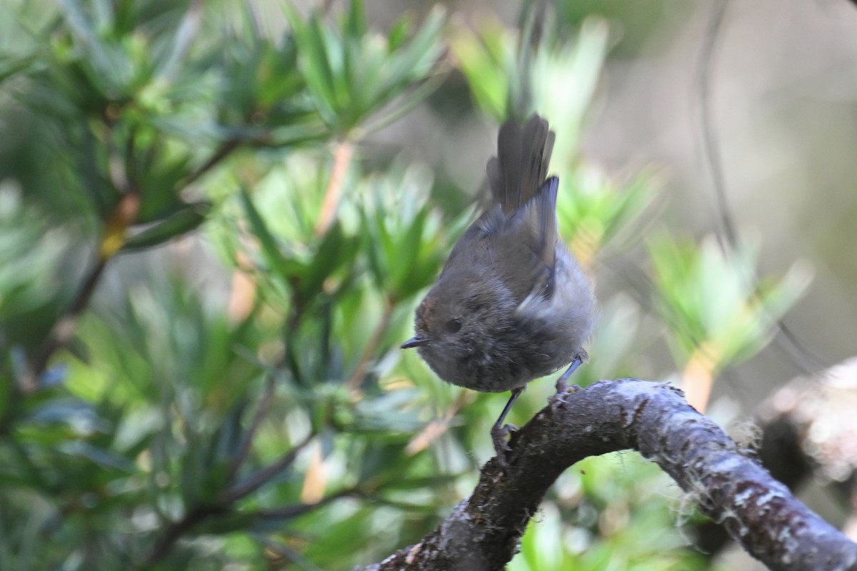 Tasmanian/Brown Thornbill - ML615247608