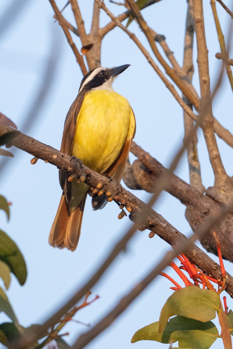 Great Kiskadee - ML615247632