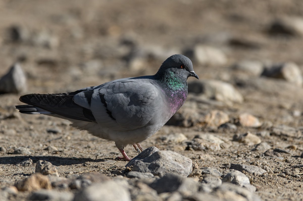 Hill Pigeon - Sudhir Paul