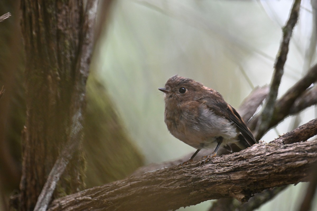 Pink Robin - ML615247656