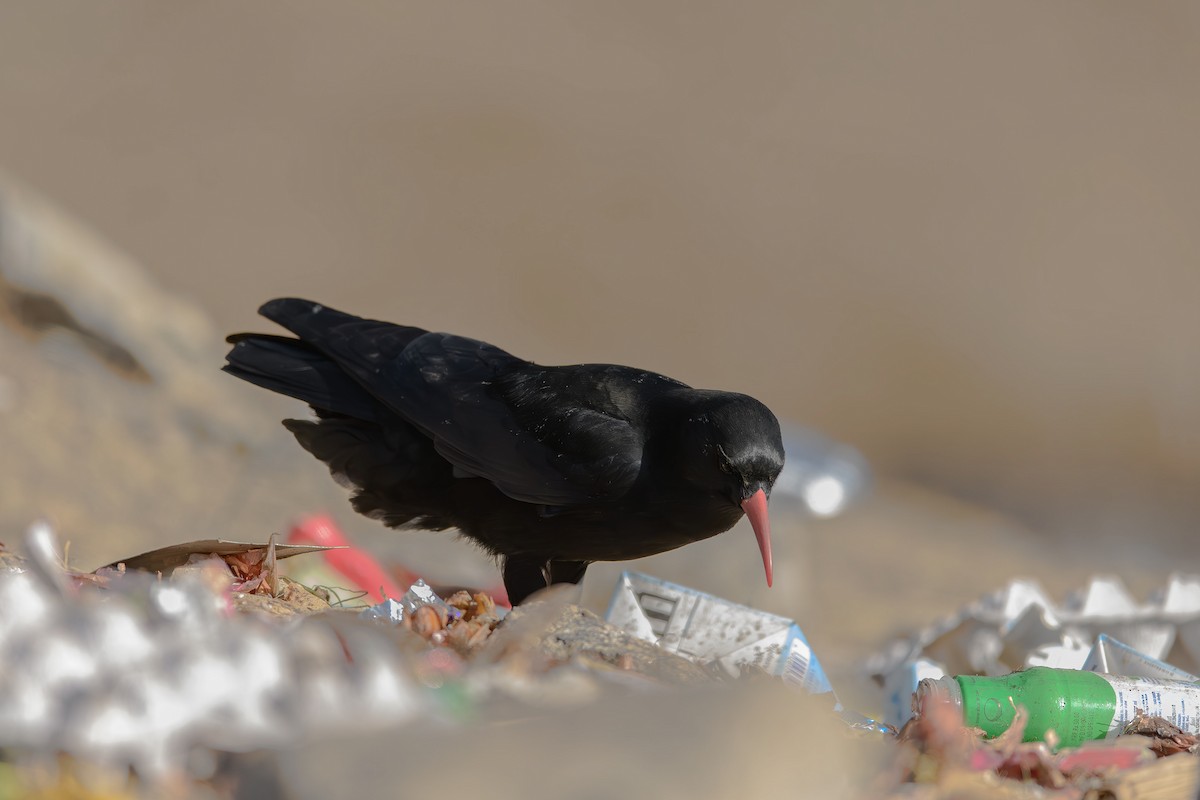 Red-billed Chough - ML615247668