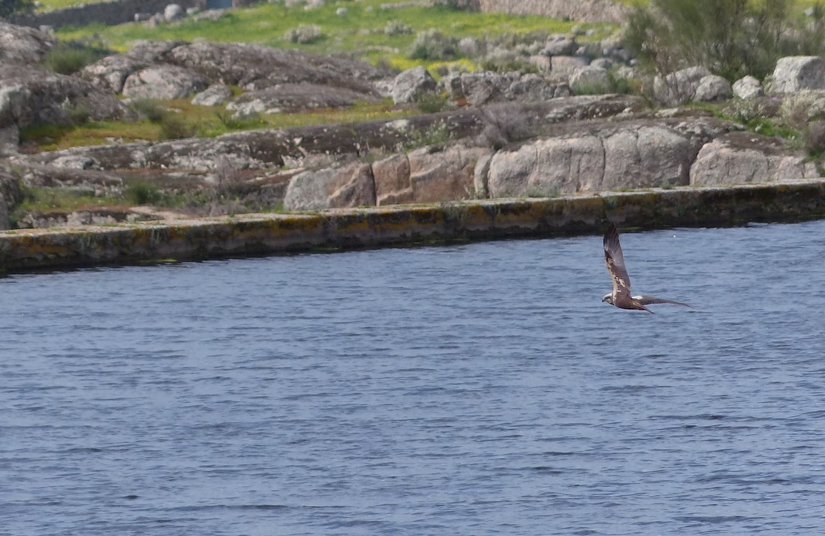 Western Marsh Harrier - ML615247671