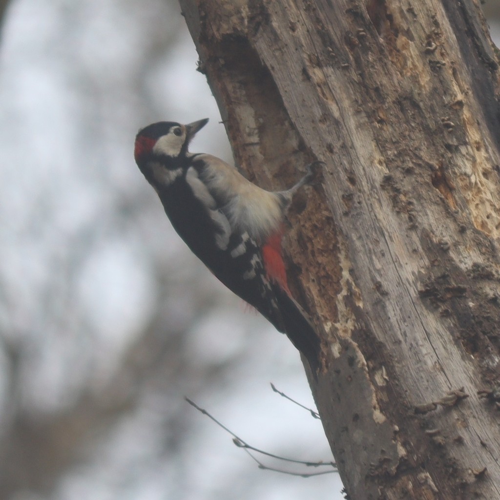 Great Spotted Woodpecker - ML615247687