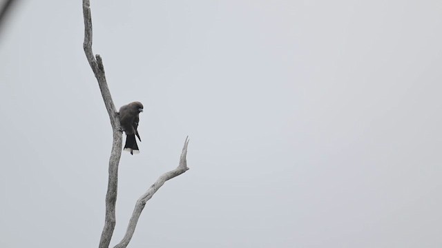 Dusky Woodswallow - ML615247719