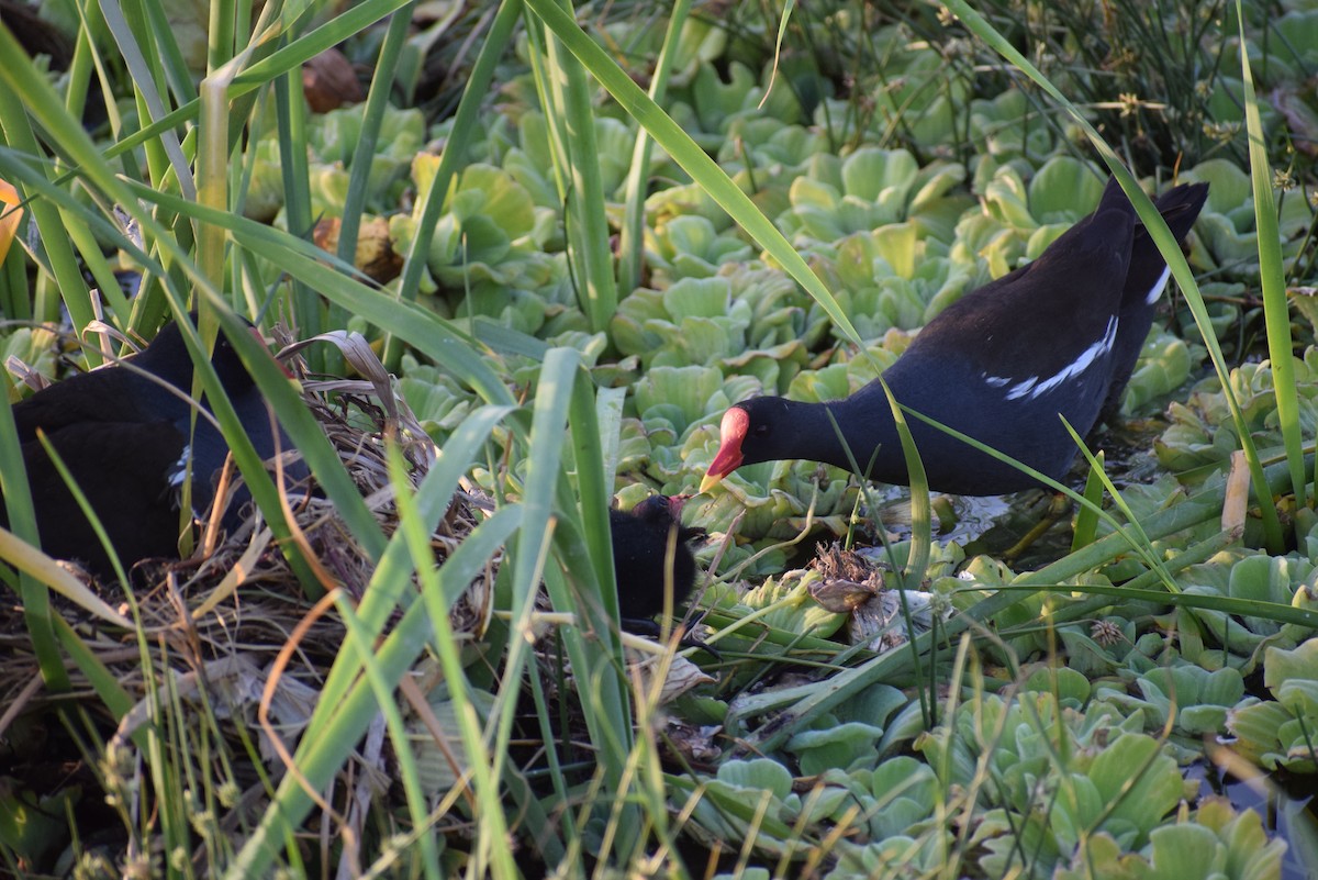 Gallinule poule-d'eau - ML615247721