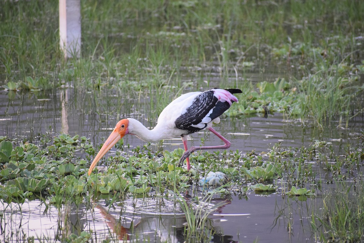 Painted Stork - Vivek Sharma