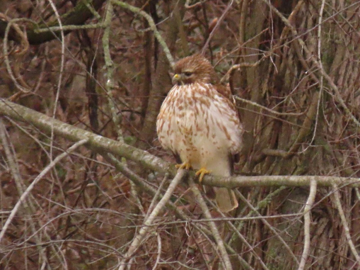 Red-shouldered Hawk - David Cooney Jr