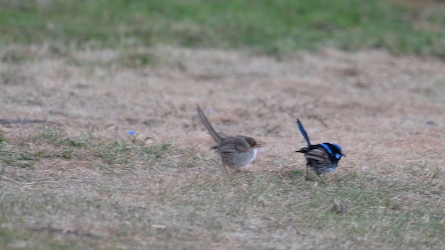 Superb Fairywren - ML615247745