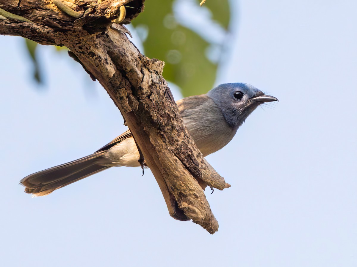 Black-naped Monarch - Michael Sanders