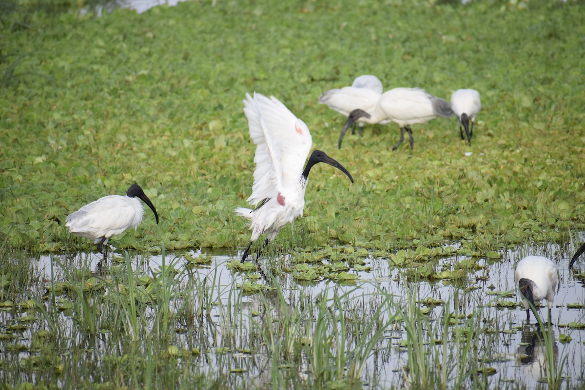 Ibis à tête noire - ML615247790