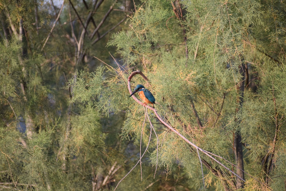 Common Kingfisher - ML615247805