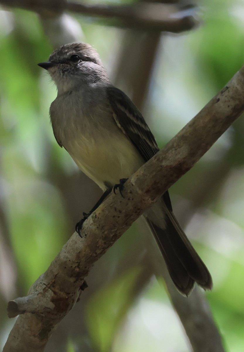 Northern Scrub-Flycatcher - ML615247822