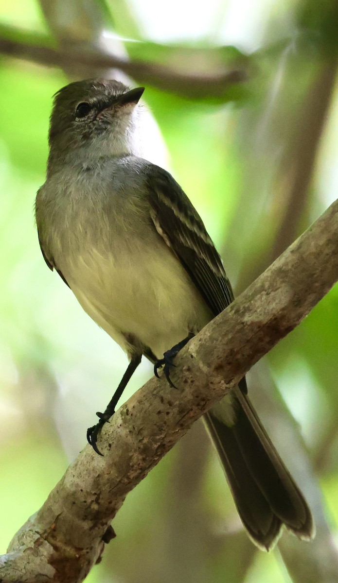 Northern Scrub-Flycatcher - ML615247823