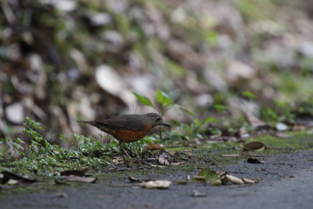 Everett's Thrush - ML615247825