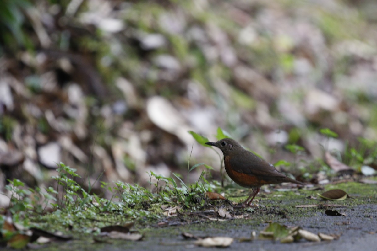 Everett's Thrush - ML615247826