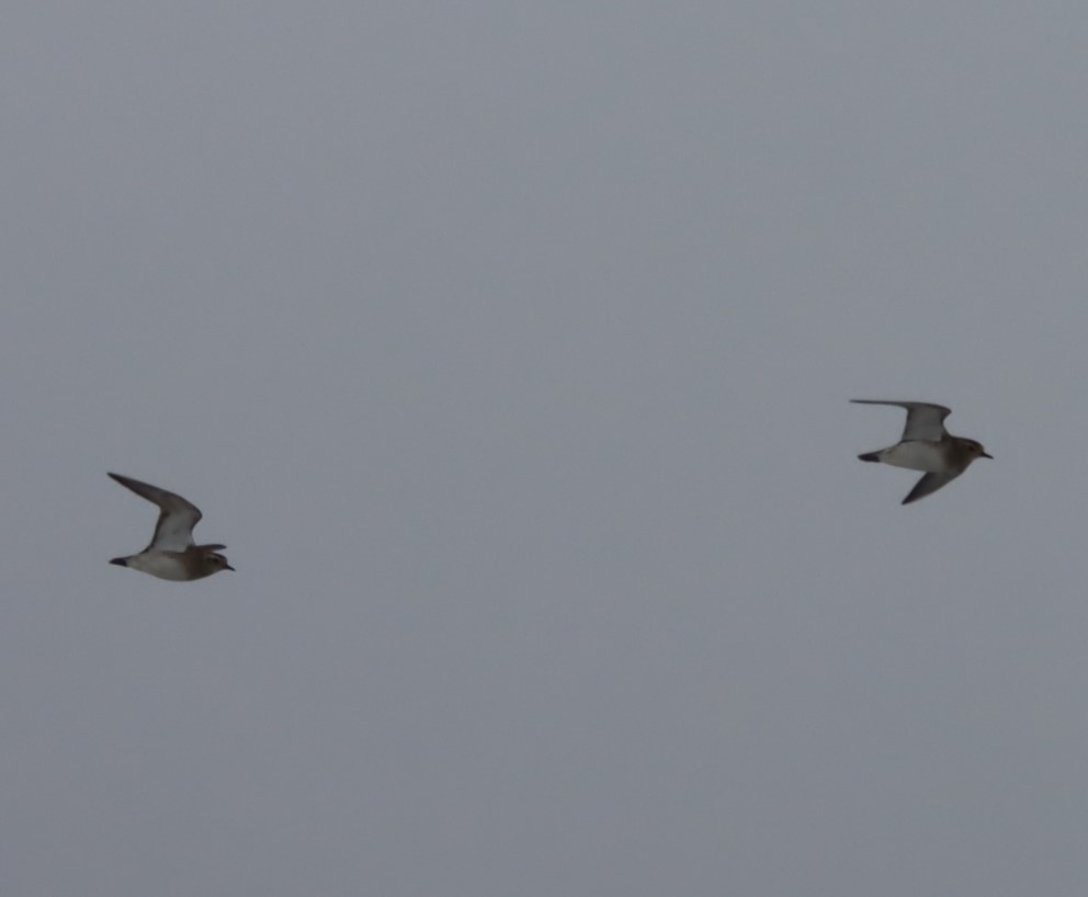 European Golden-Plover - Daniel Barcelo