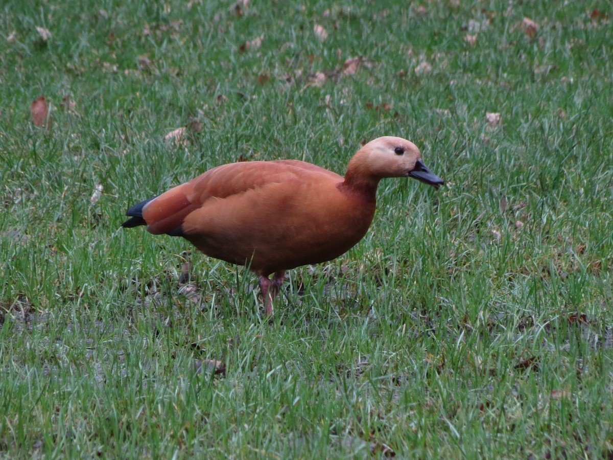 Egyptian Goose x Ruddy Shelduck (hybrid) - ML615247842