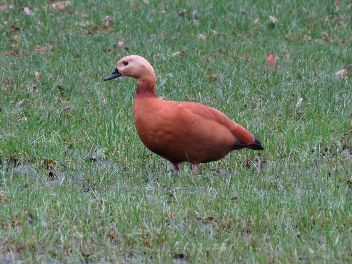 Egyptian Goose x Ruddy Shelduck (hybrid) - ML615247843