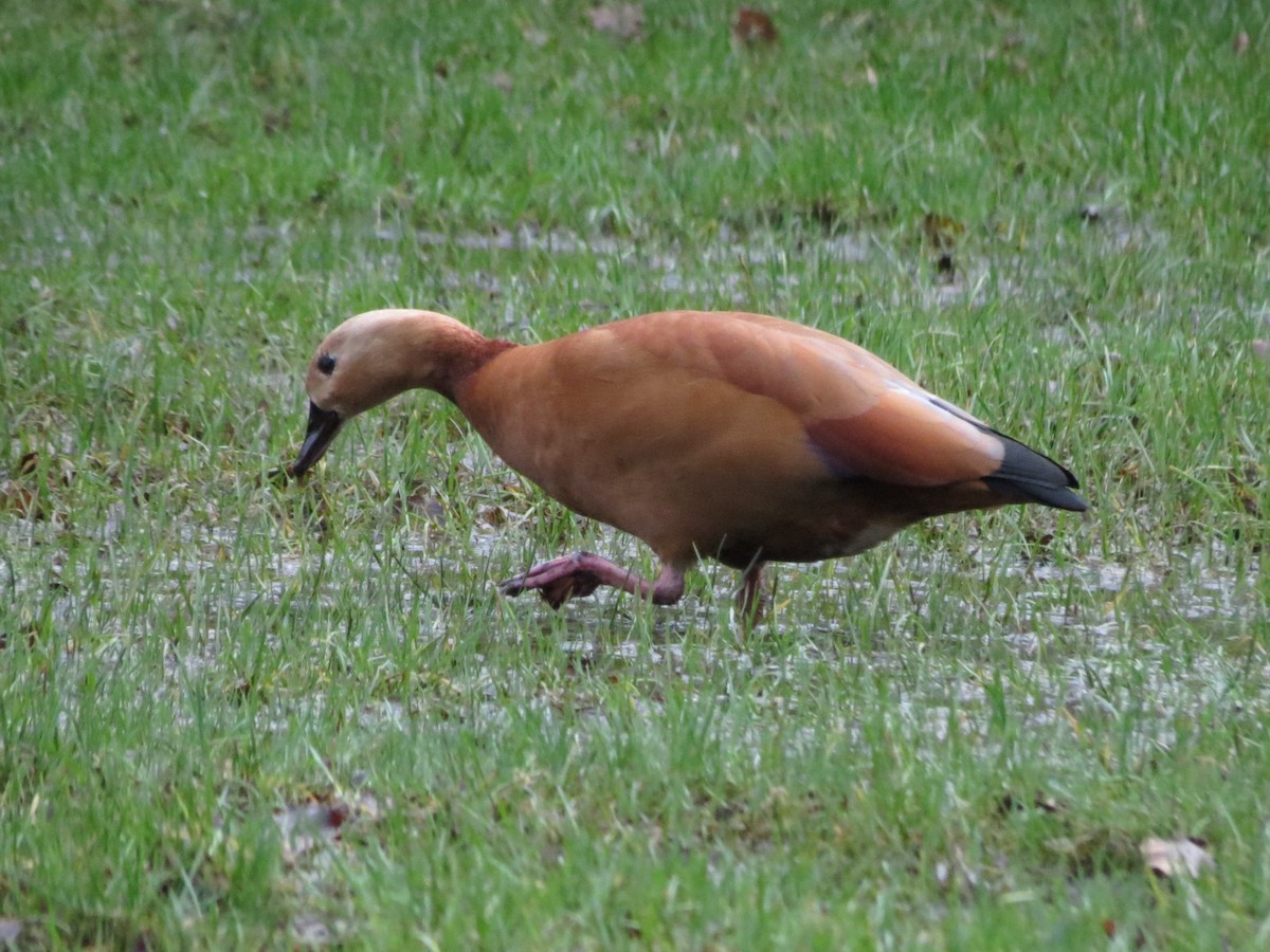 Egyptian Goose x Ruddy Shelduck (hybrid) - ML615247844