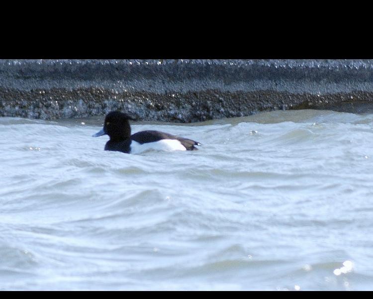 Tufted Duck - kye jenkins