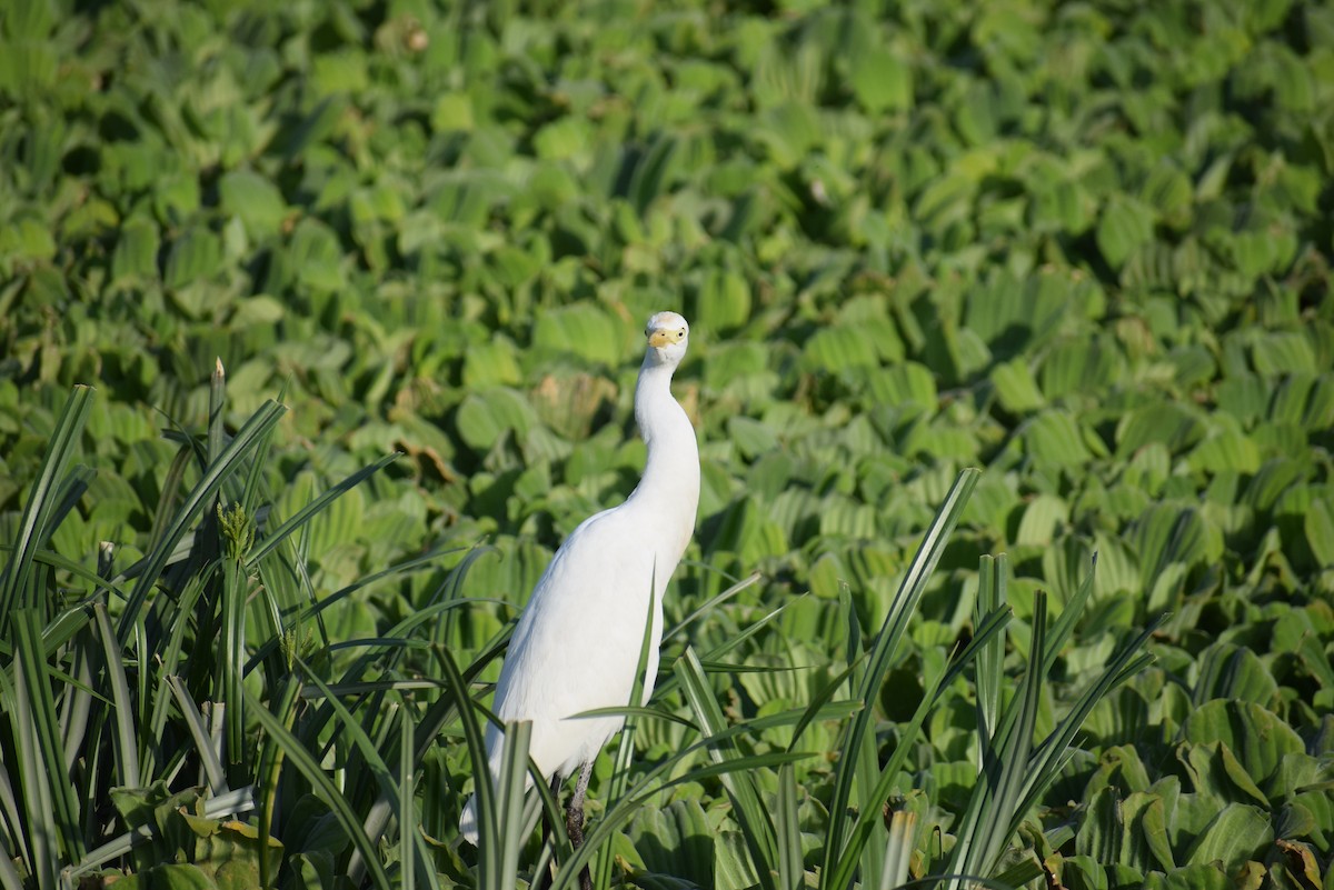 Eastern Cattle Egret - ML615247862