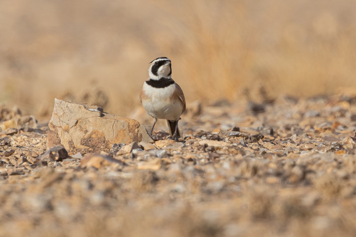 Temminck's Lark - Piki Ish-Shalom