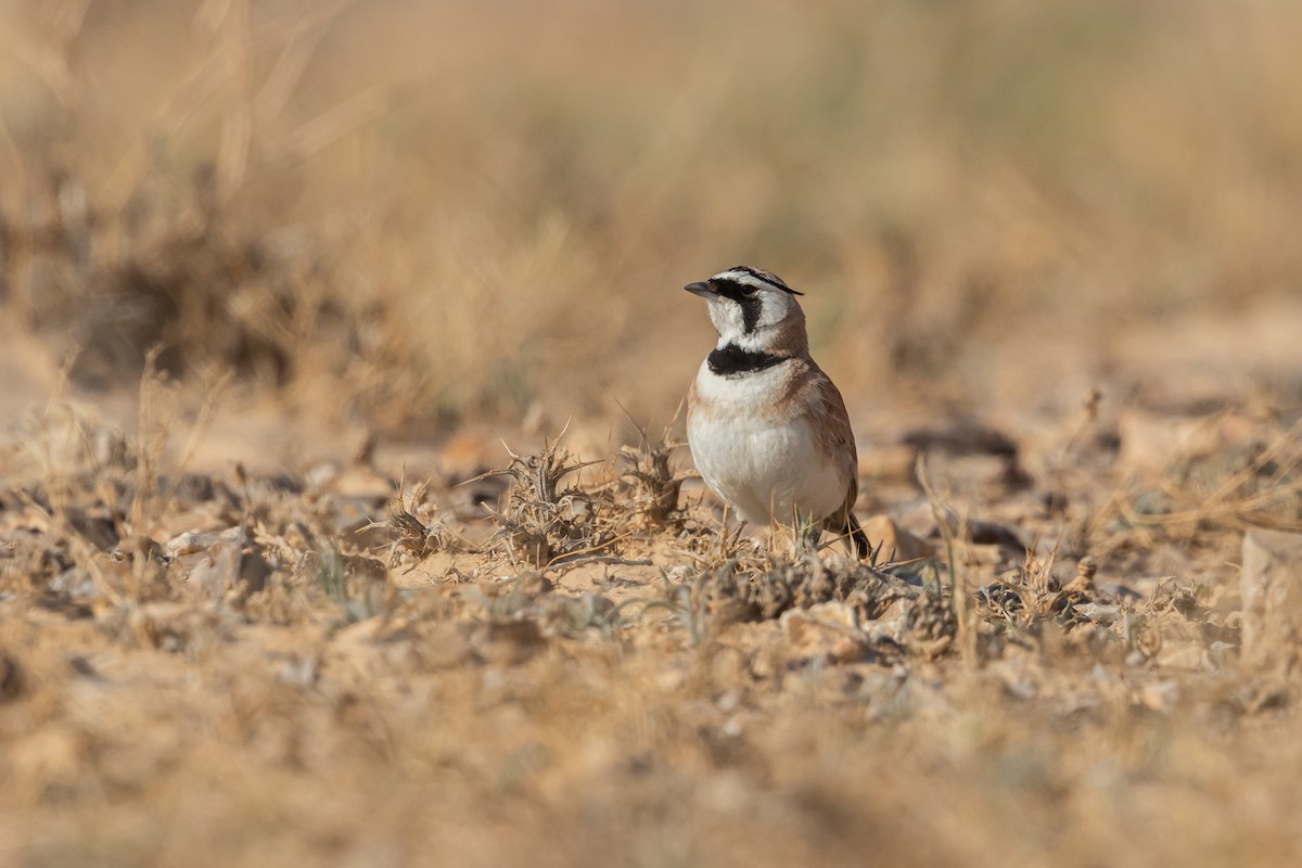 Temminck's Lark - Piki Ish-Shalom