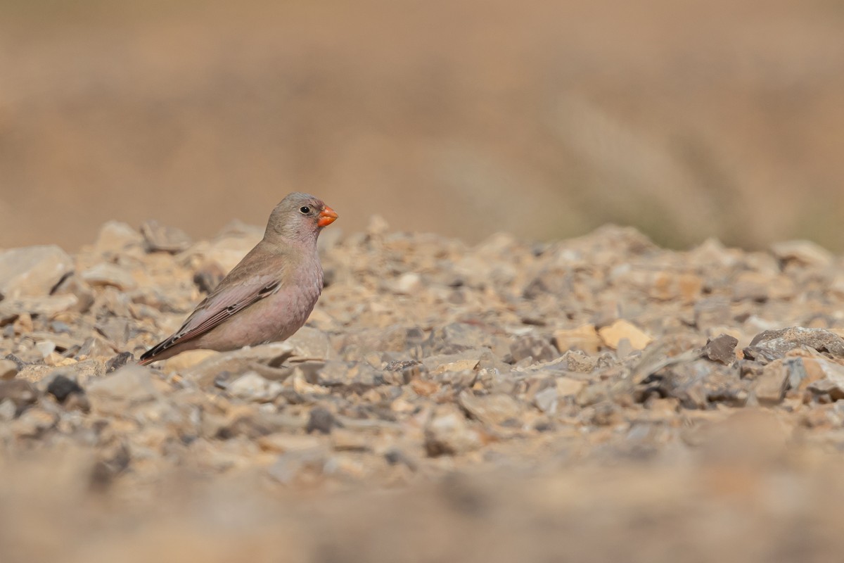 Trumpeter Finch - Piki Ish-Shalom