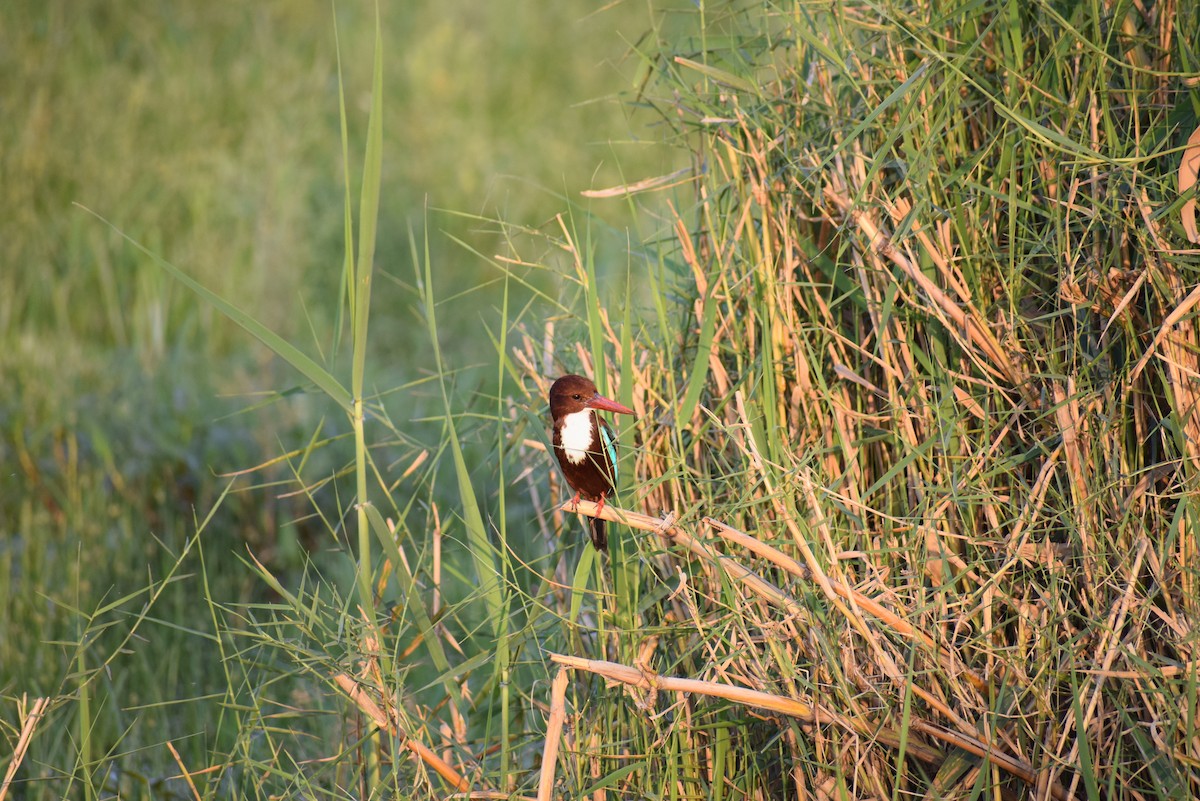 White-throated Kingfisher - ML615247924