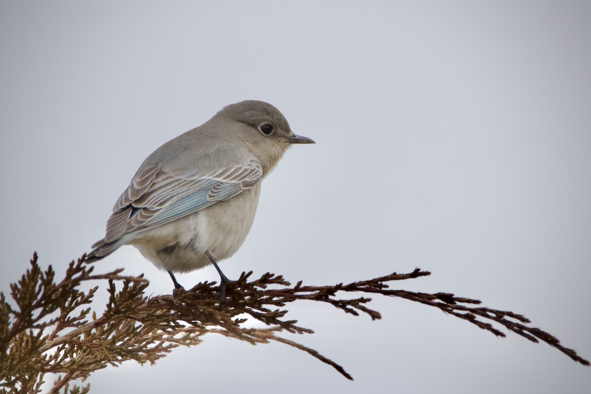 Mountain Bluebird - ML615247977