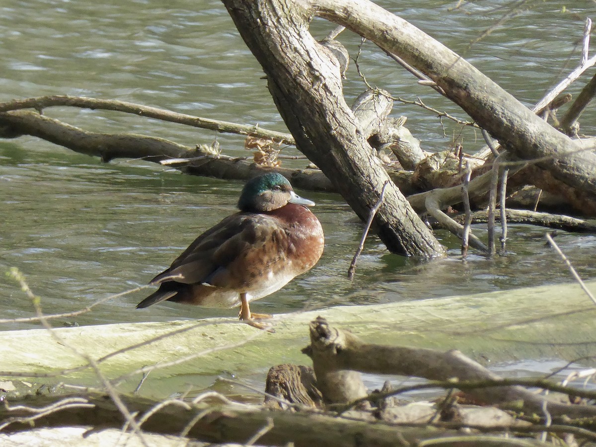 Wood Duck x Mallard (hybrid) - ML615247993