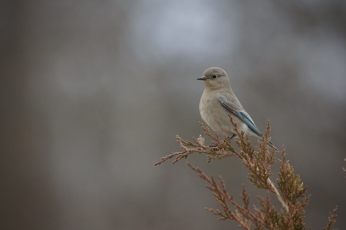 Mountain Bluebird - ML615248003