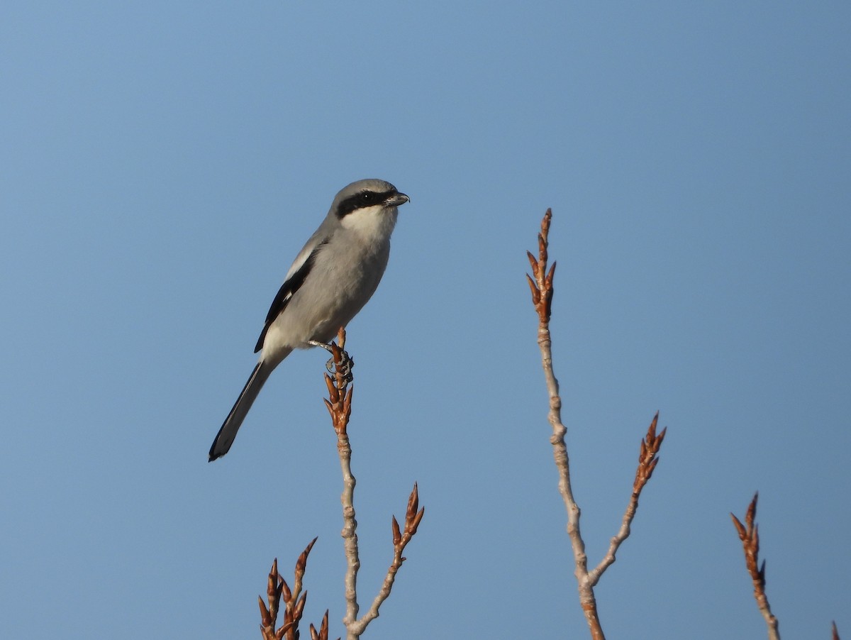 Loggerhead Shrike - ML615248048