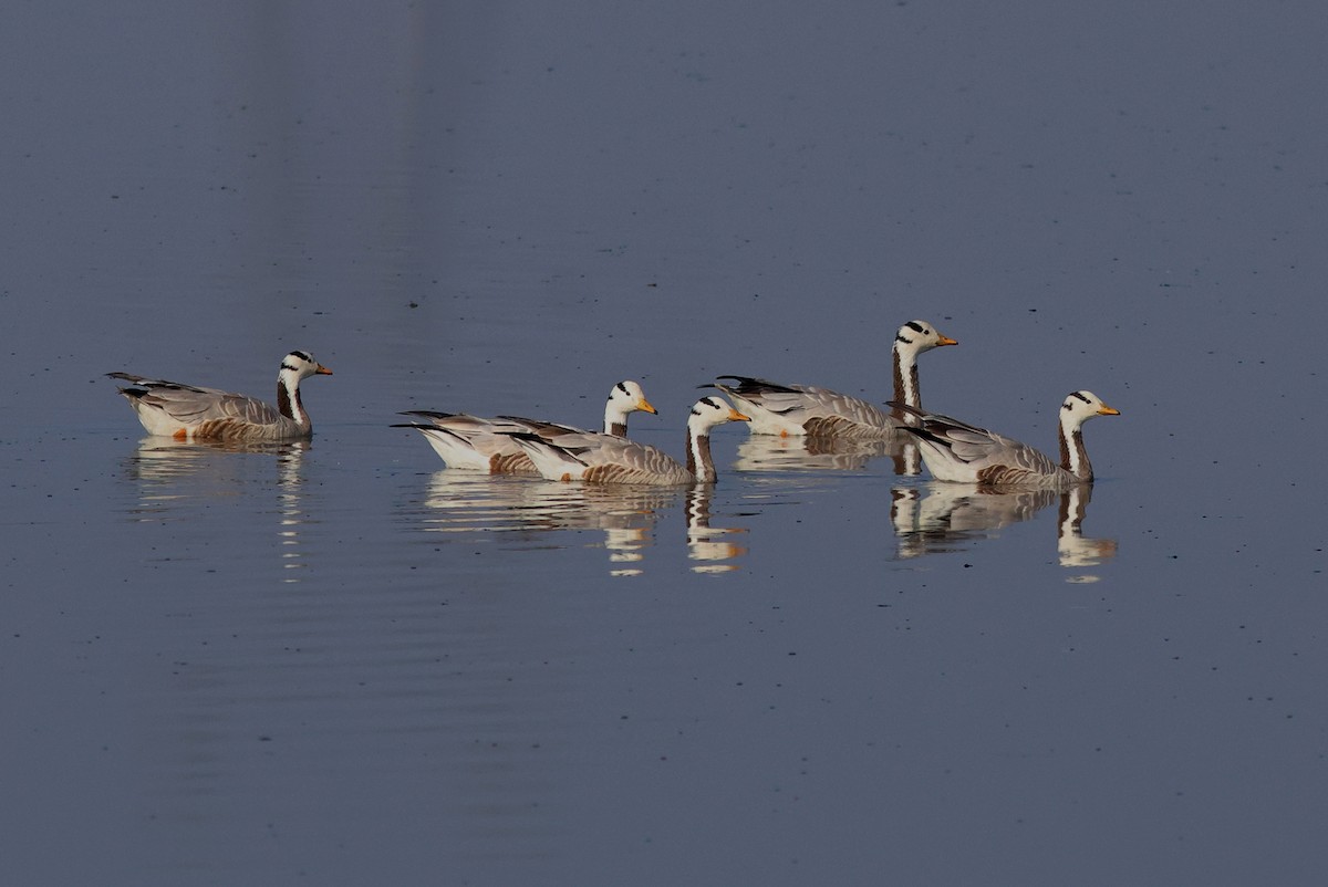 Bar-headed Goose - PANKAJ GUPTA