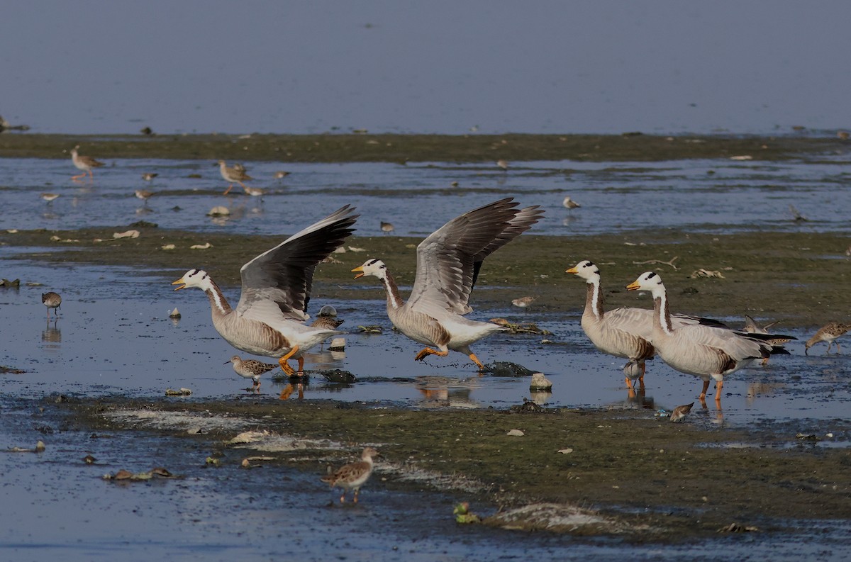 Bar-headed Goose - PANKAJ GUPTA