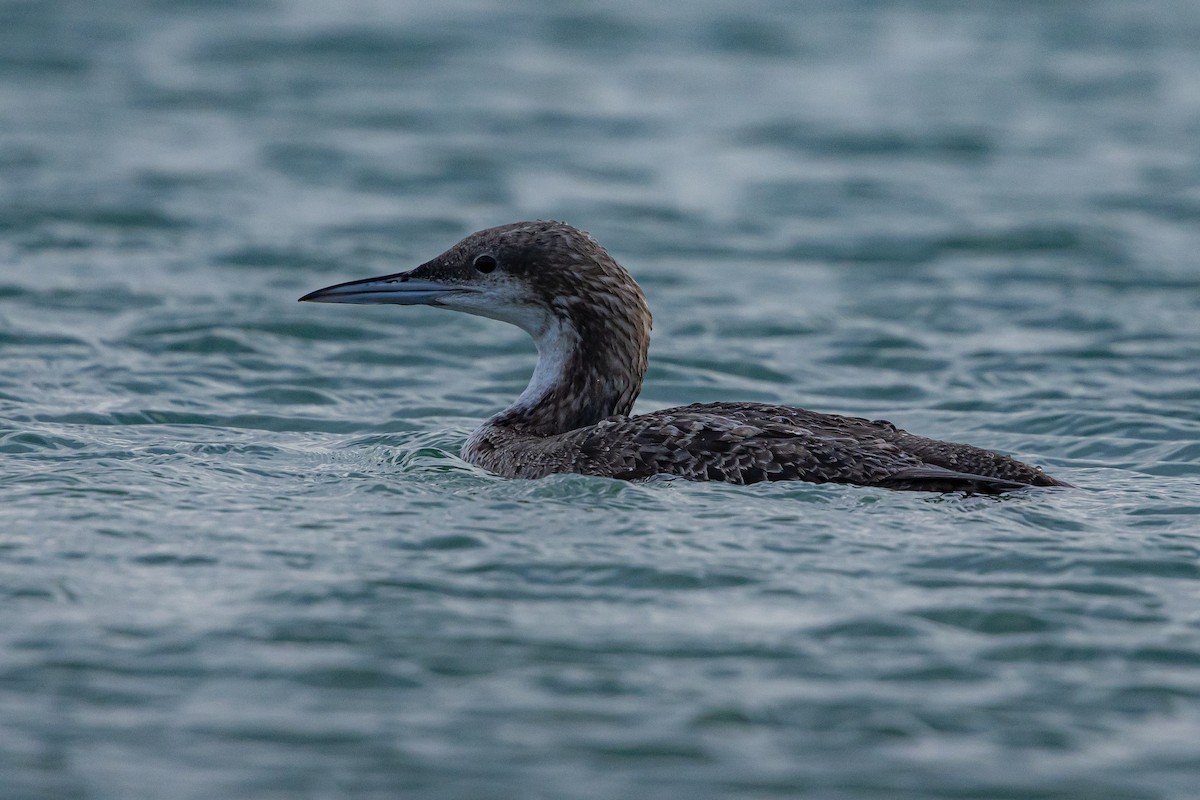 Pacific Loon - ML615248078