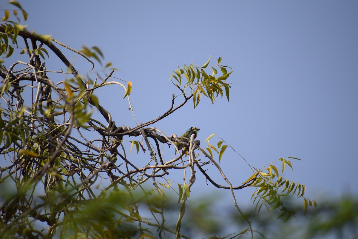 Coppersmith Barbet - ML615248091