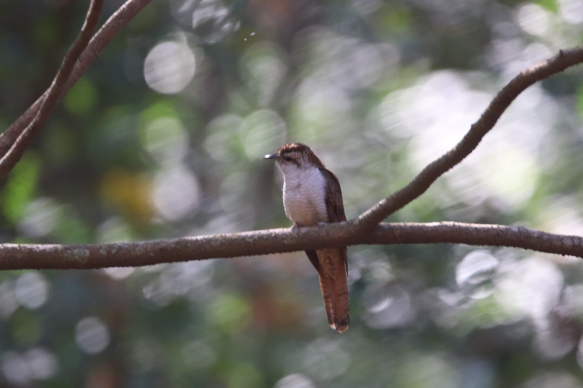 Banded Bay Cuckoo - ML615248093