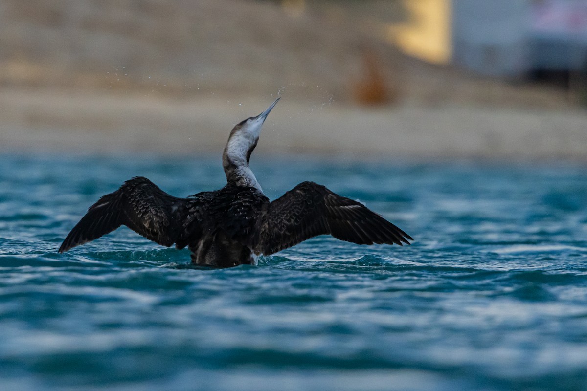 Pacific Loon - ML615248094