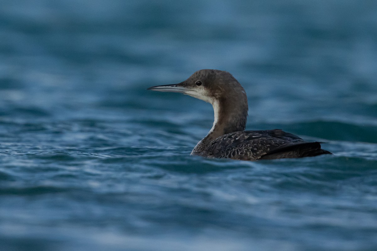 Pacific Loon - ML615248095