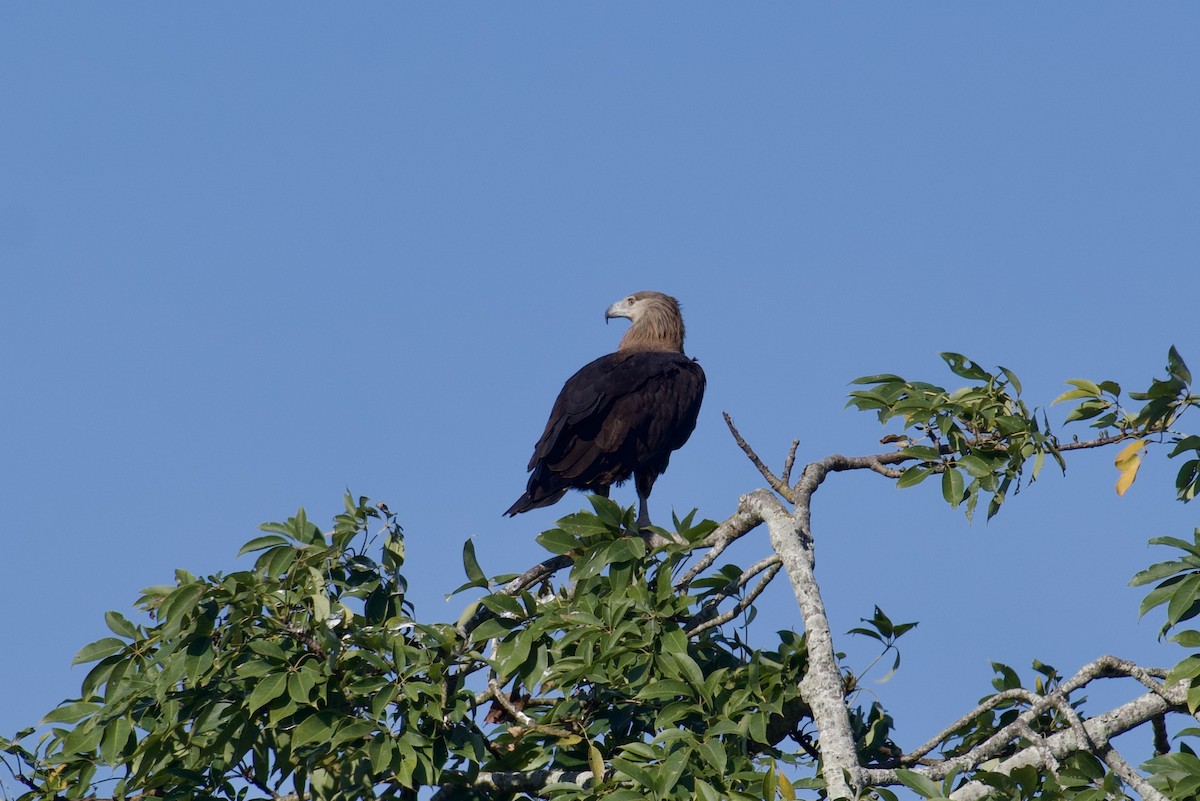 Pallas's Fish-Eagle - ML615248107