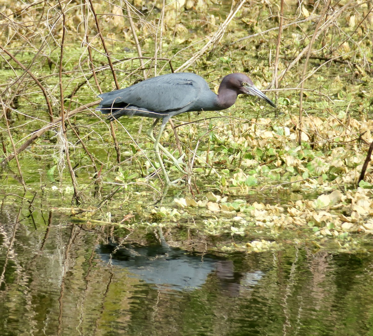 Little Blue Heron - ML615248126