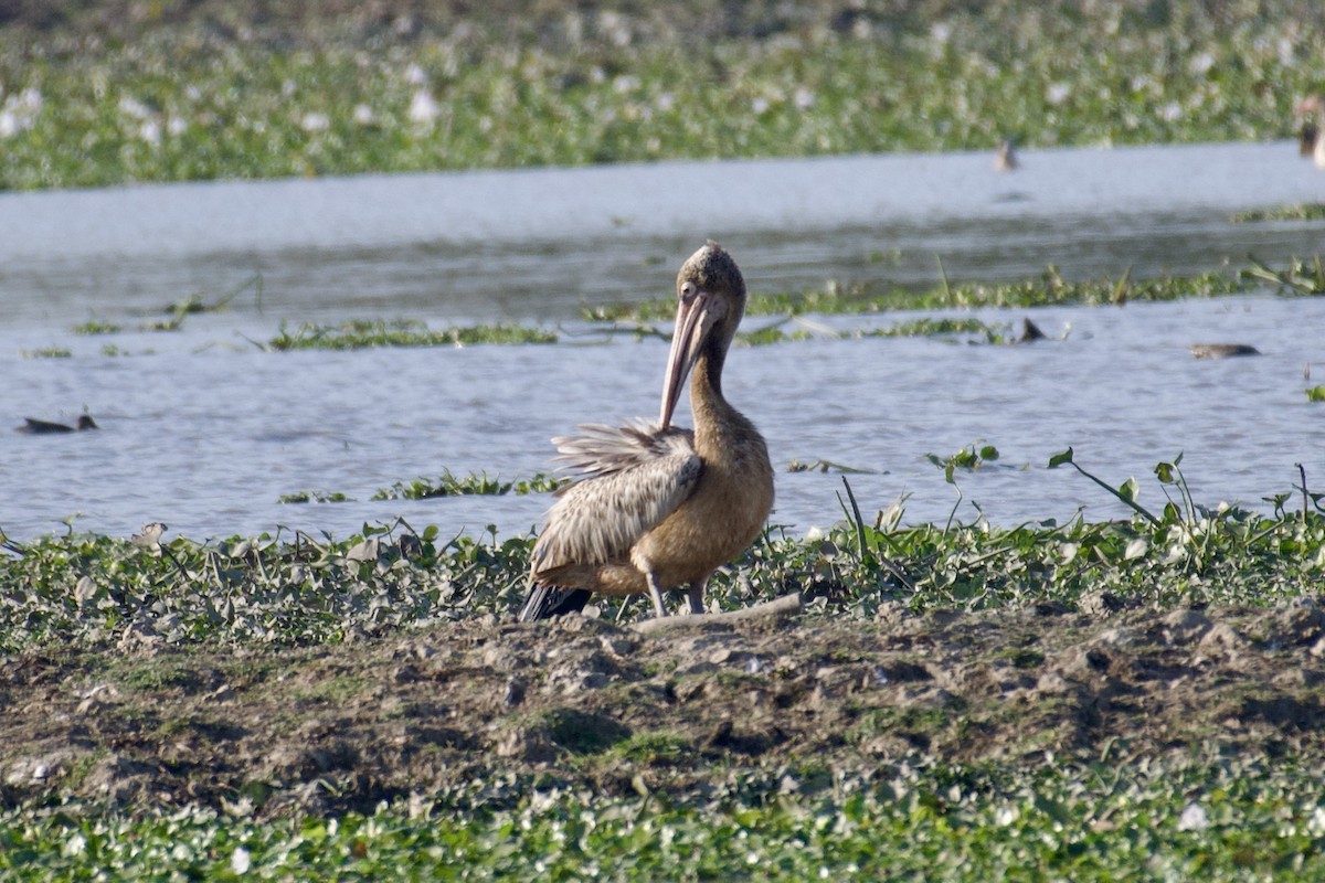 Spot-billed Pelican - ML615248154