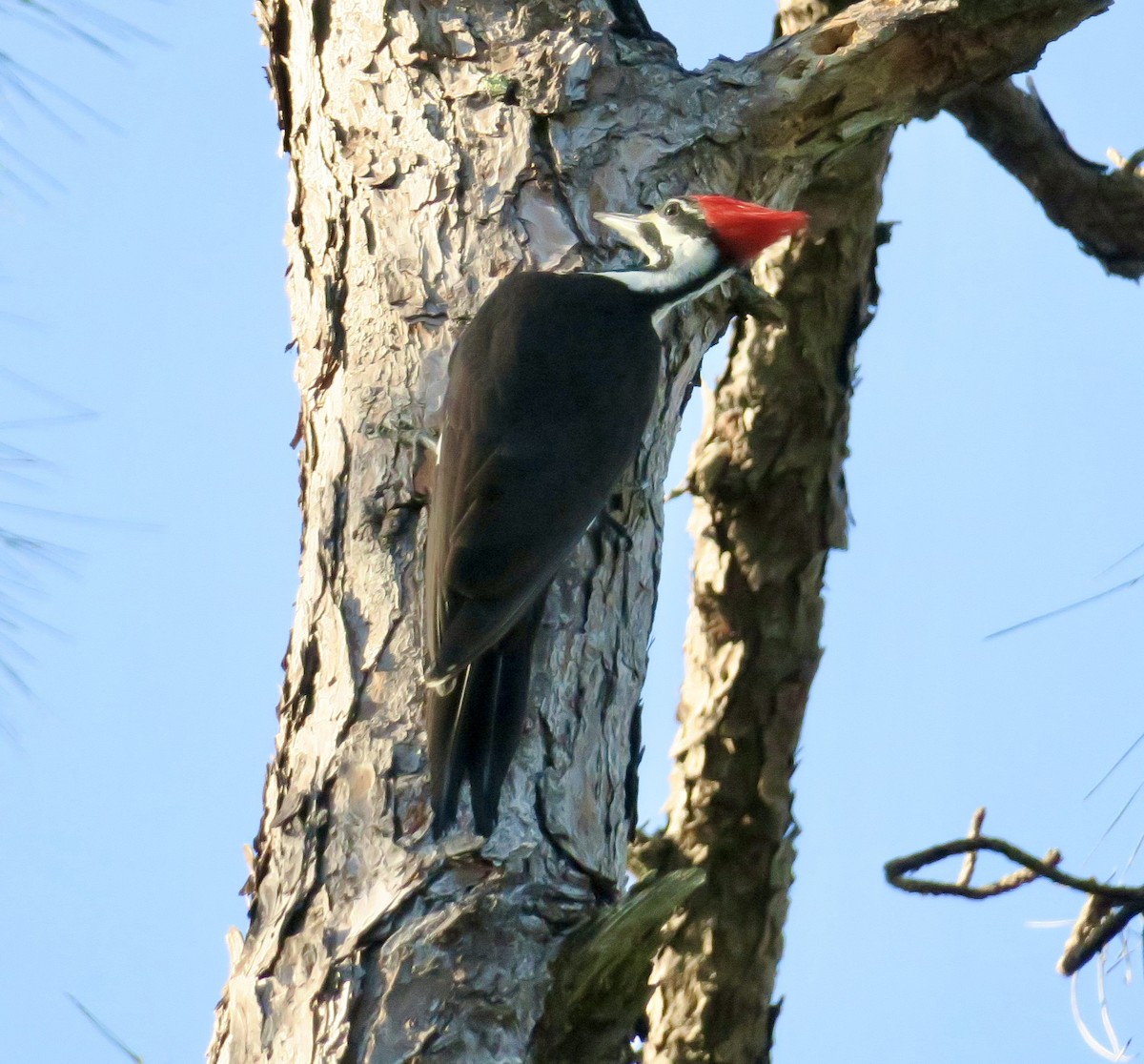 Pileated Woodpecker - ML615248165
