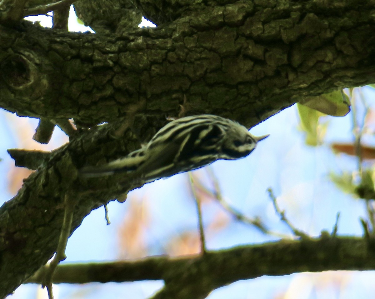 Black-and-white Warbler - ML615248180