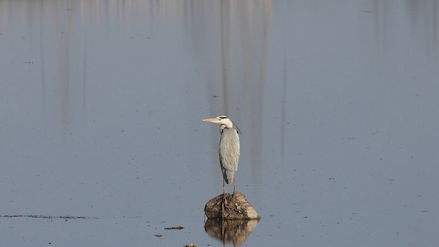 Gray Heron - ML615248185