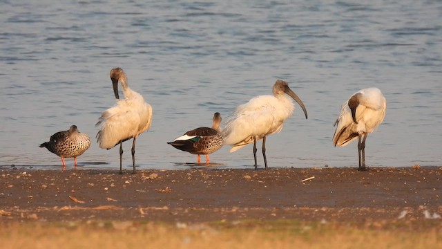 ibis černohlavý - ML615248202