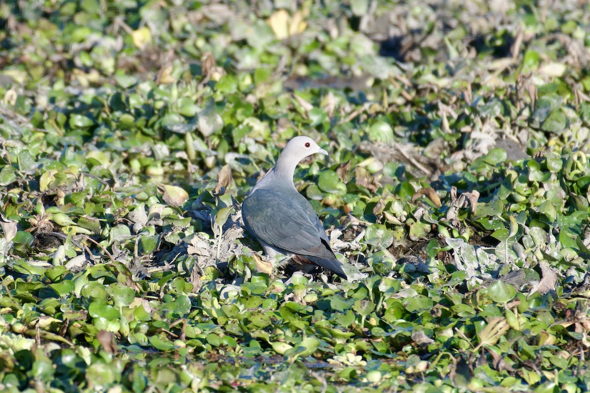 Green Imperial-Pigeon - ML615248223